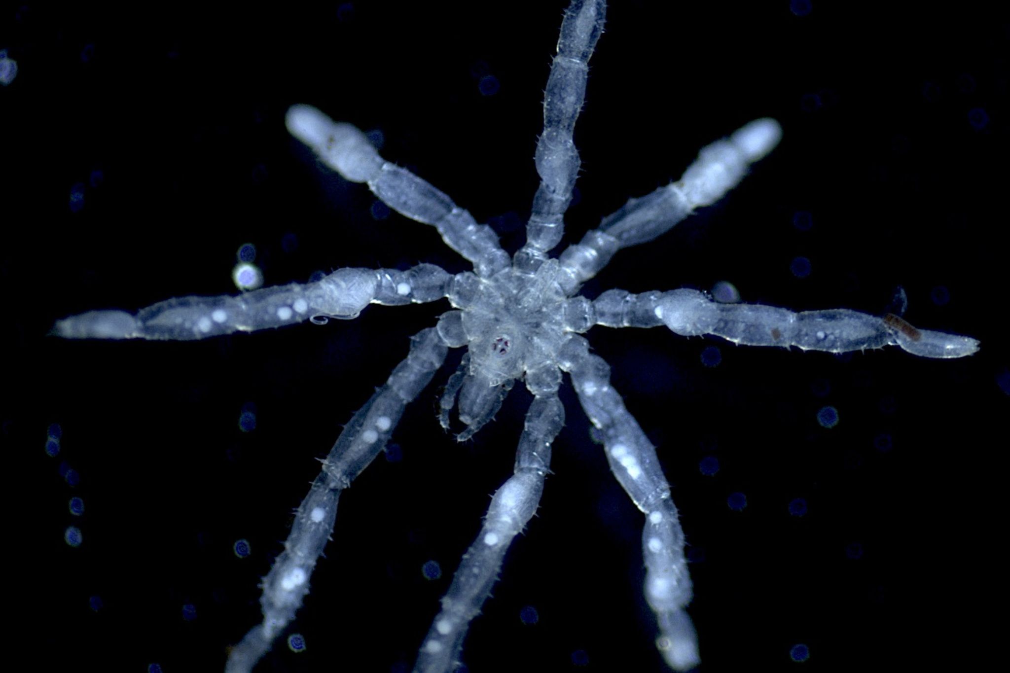 UBC researchers describe two new sea spider species discovered in the Salish Sea near Vancouver