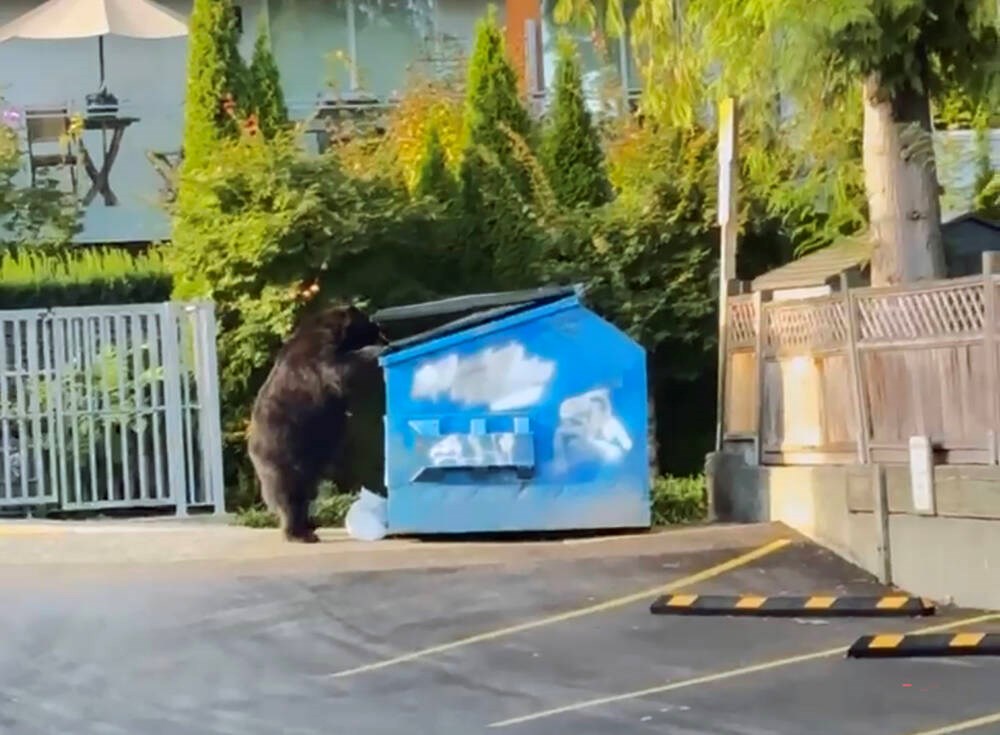Six black bears destroyed on the North Shore this year after human-food conflicts, society says