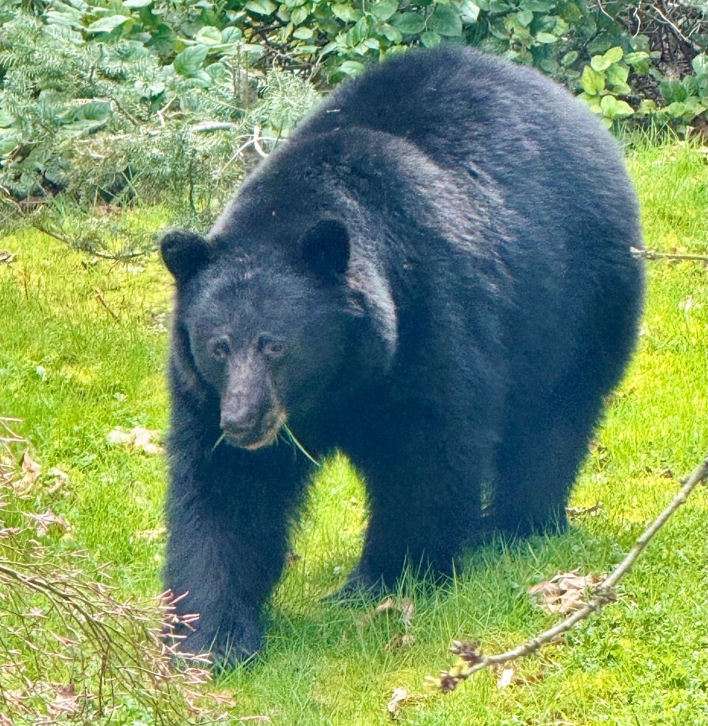 Maplewood Flats trail system in North Vancouver temporarily closed as black bears feed for hibernation