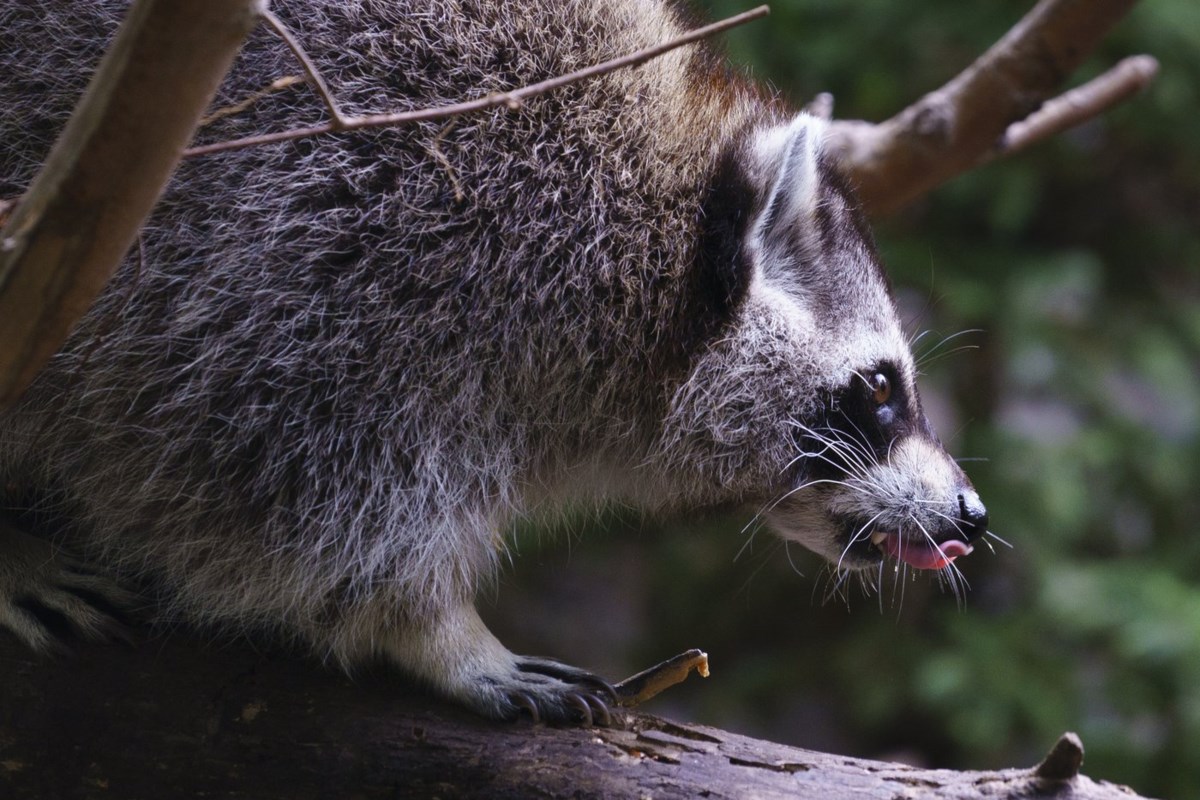 Rabies facts: B.C. and Quebec report activity in wildlife, while human cases remain extremely rare