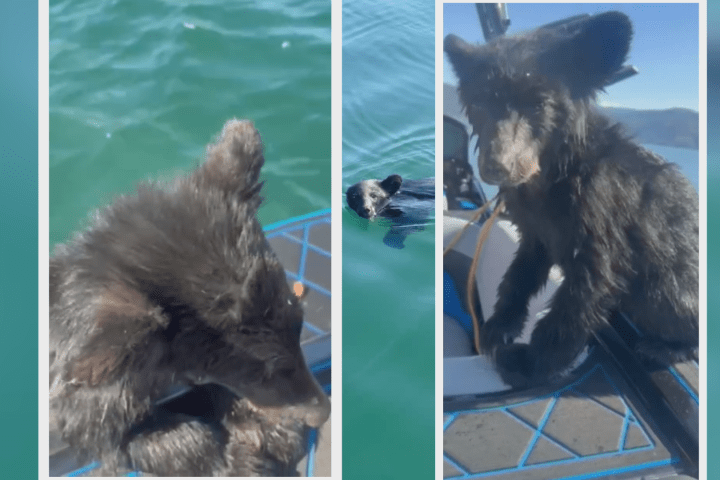 Bear cub Boo-Boo rescued from Okanagan Lake near Vernon faces slim odds heading into winter