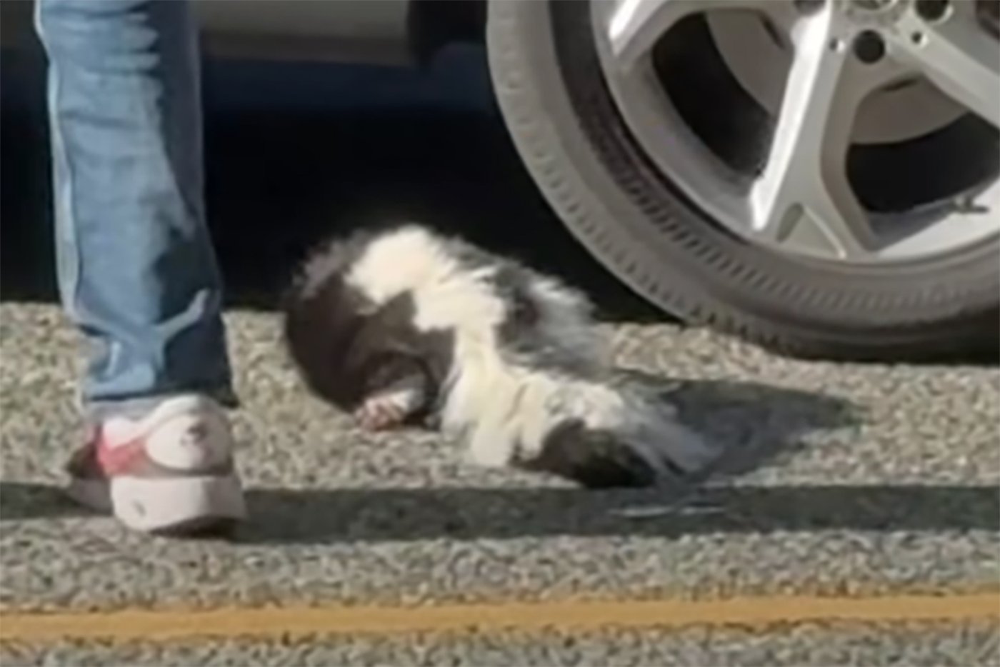 Vancouver Coastal Health warns of possible rabies exposure after social media video shows skunk contact