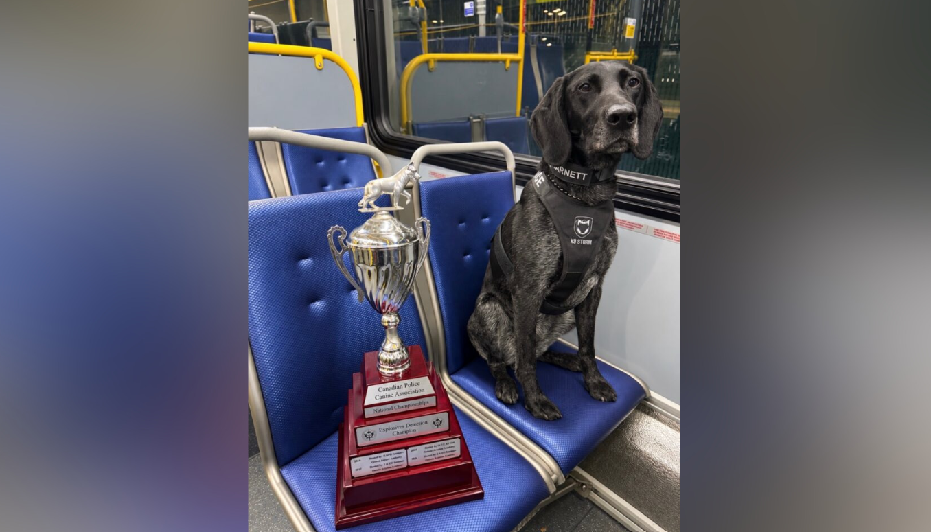 MVTP dogs win first and second at national explosive detection championships in Saskatoon