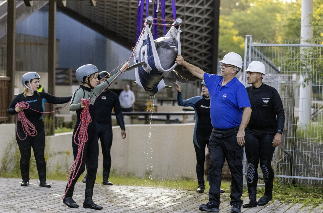 Dolphin Echo dies in Spain after transport from Marineland closure in Niagara Falls