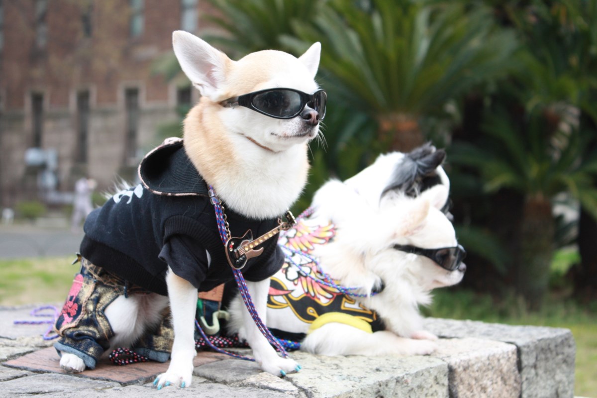 Vancouver Urban Food Forest to host Halloween pet costume block party Oct. 24 at Burrard View Park