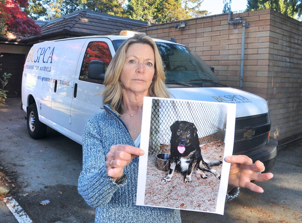 Petition urges West Vancouver to extend staffing hours at West Van SPCA after senior dog left alone overnight