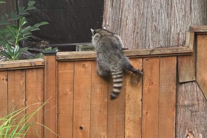 Young raccoon euthanized after leg-trap in Langley; $1,000 reward offered
