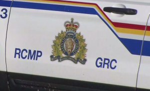 Black bear killed after entering Lonsdale and First Avenue in North Vancouver