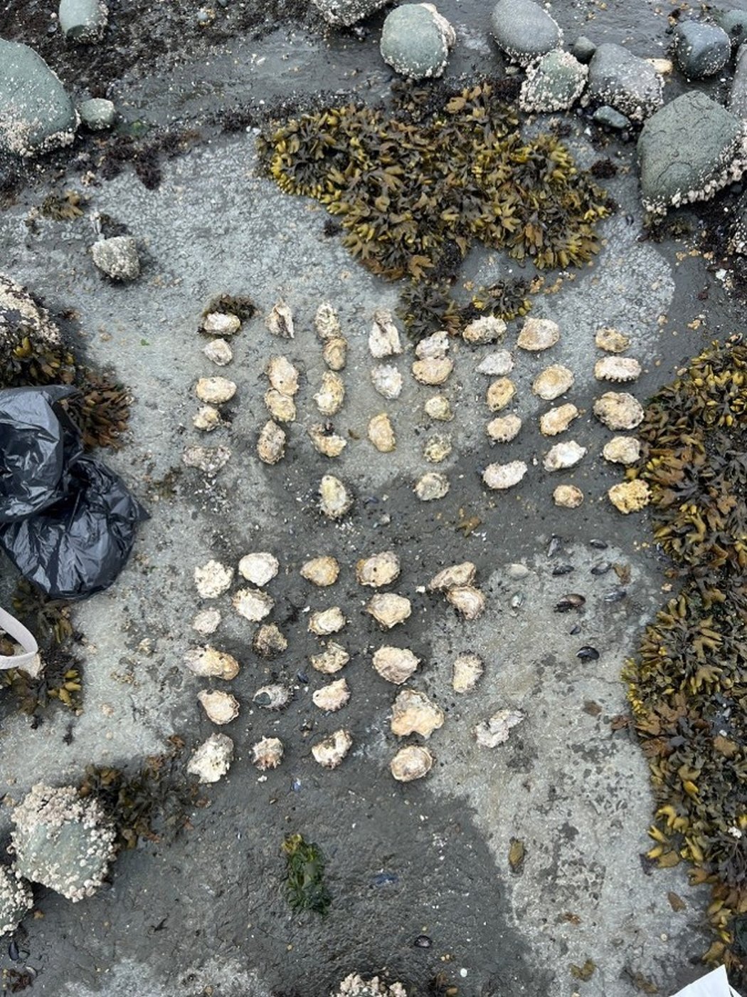 Five people fined $19,000 for illegal shellfish harvesting from closed area near Campbell River