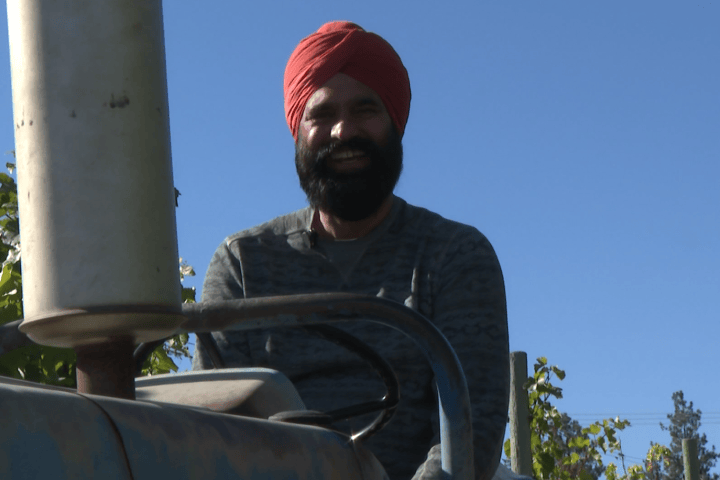 Okanagan grape growers say crop insurance payouts don’t reflect the real cost of recovery after disasters