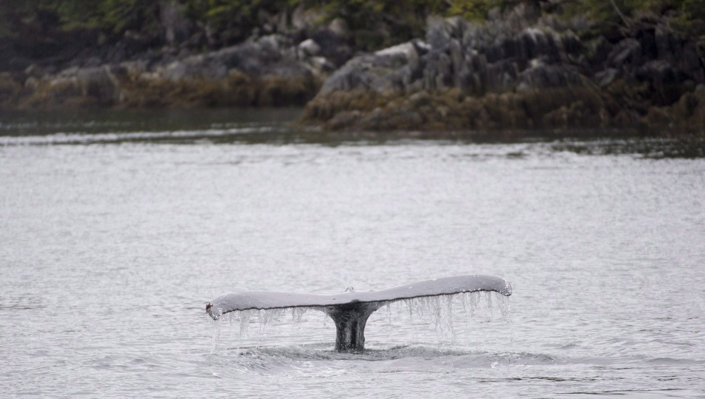 Dead humpback spotted in Howe Sound, about a week after BC Ferries collision near Grace Point