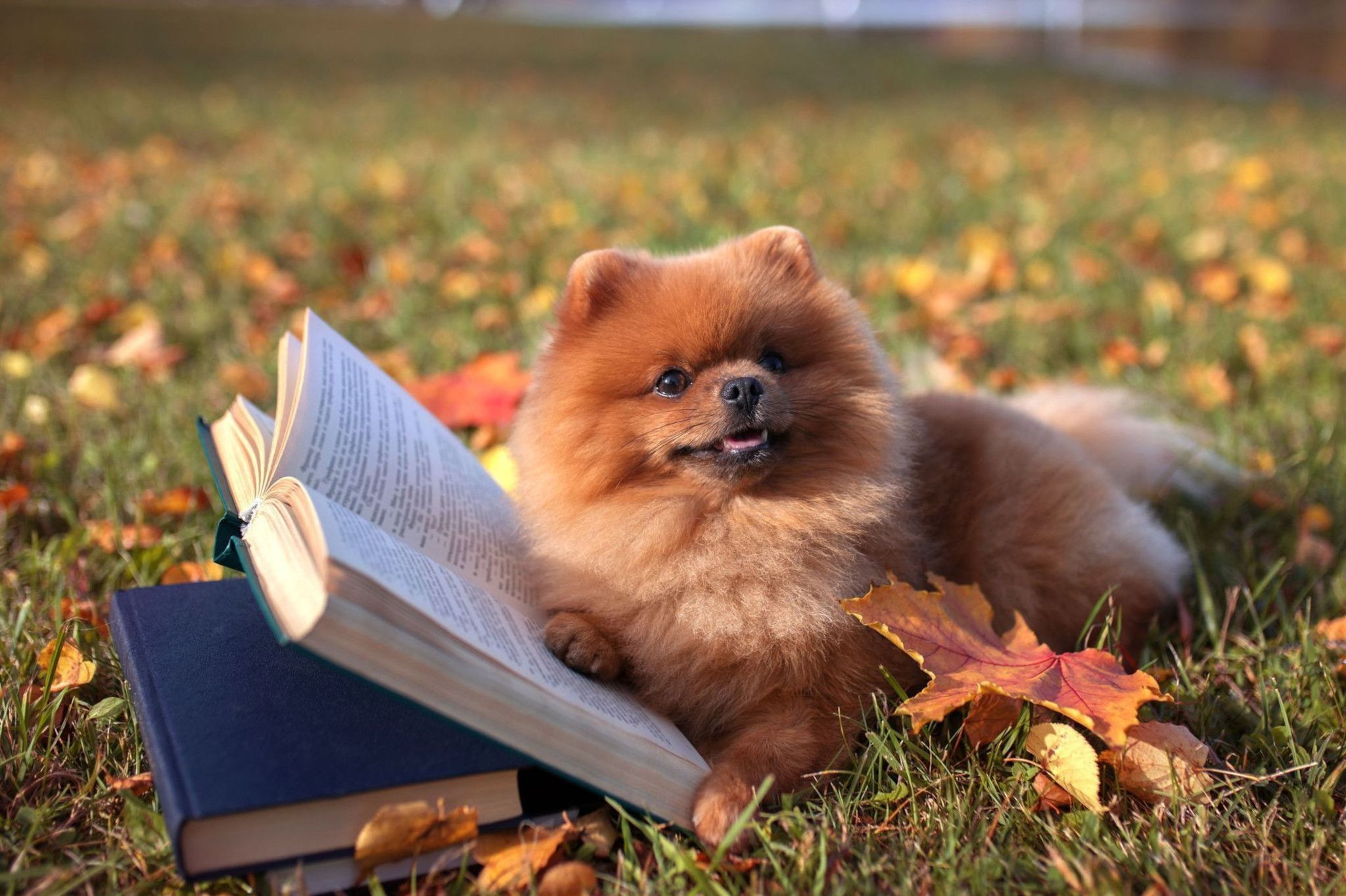 Vancouver Public Library hosts Canine Library puppy-and-poetry session at John Hendry Park Sept. 26