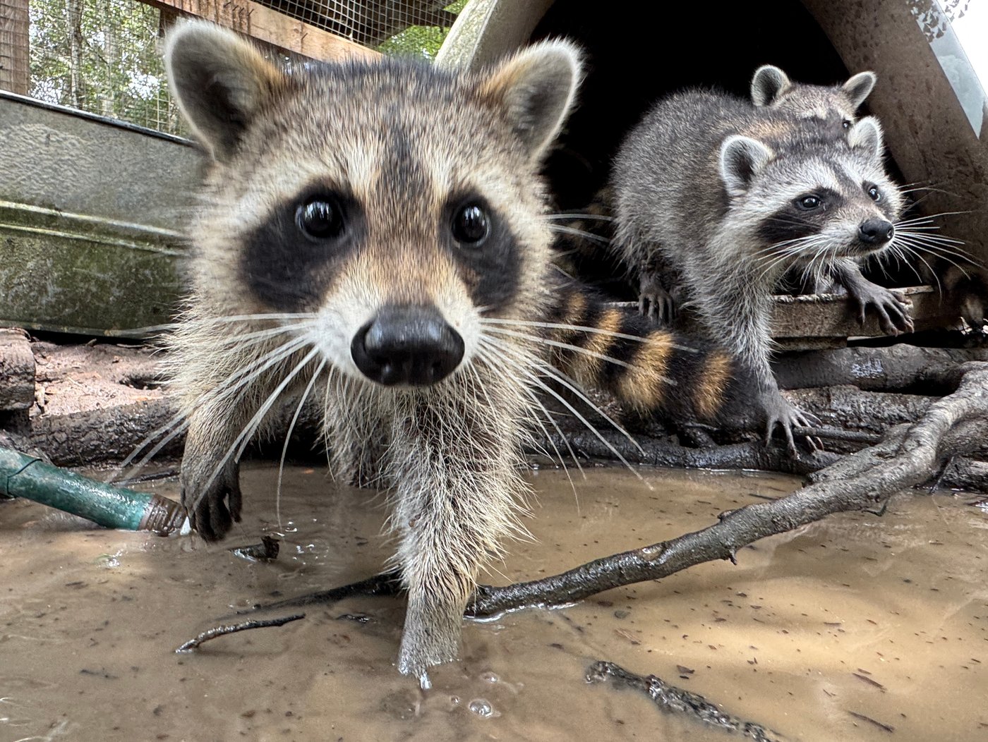 Mississippi wildlife rescue’s raccoon “boot camp” teaches abandoned kits how to survive in the wild