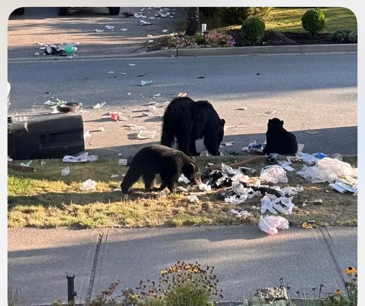 COS warns Squamish residents to manage attractants as bear conflicts continue