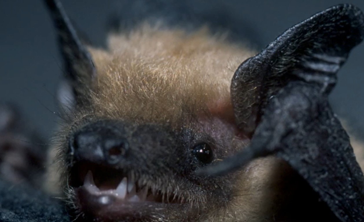 Local bands raise funds at LanaLou’s to support endangered B.C. bat populations