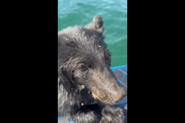 Family rescues exhausted baby bear swimming in Okanagan Lake near Vernon, conservation service advised