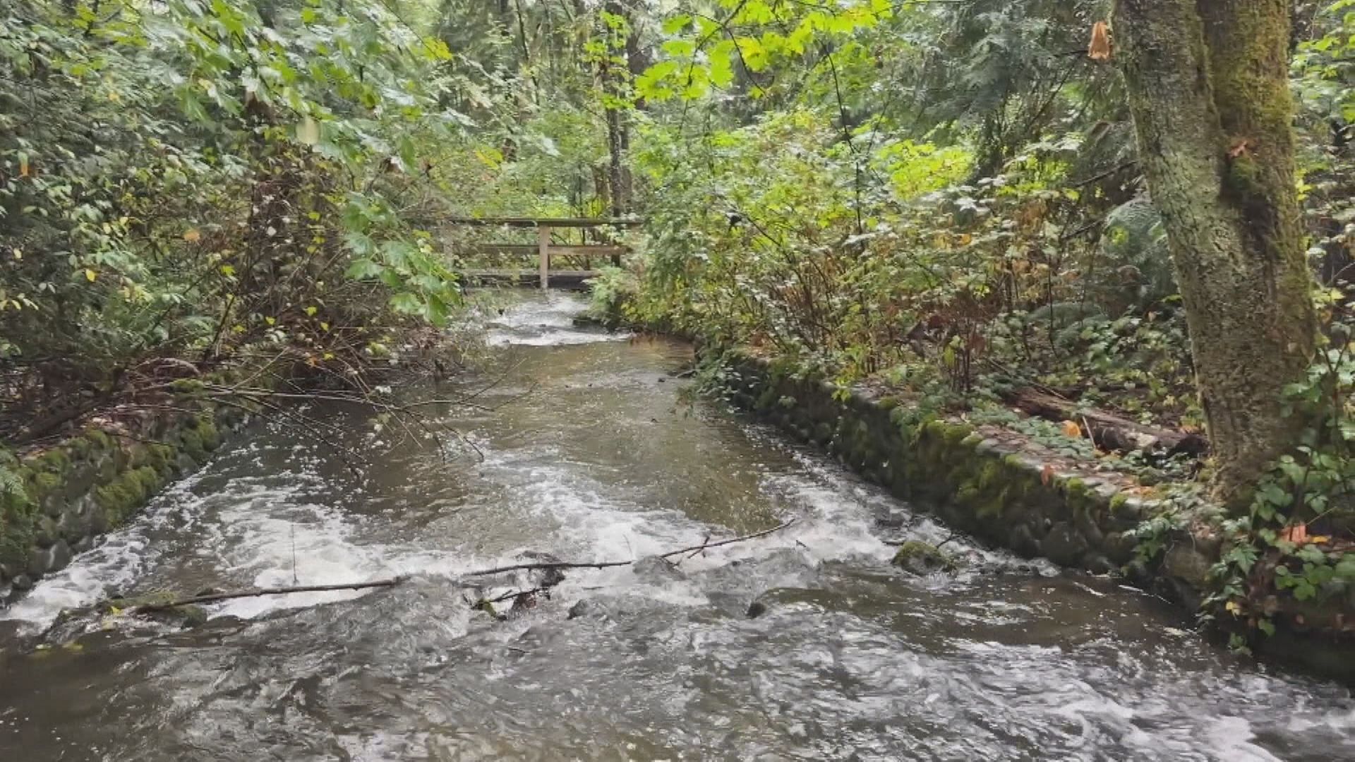 Chemical spill blamed for large fish kill along Hoy Creek in Coquitlam