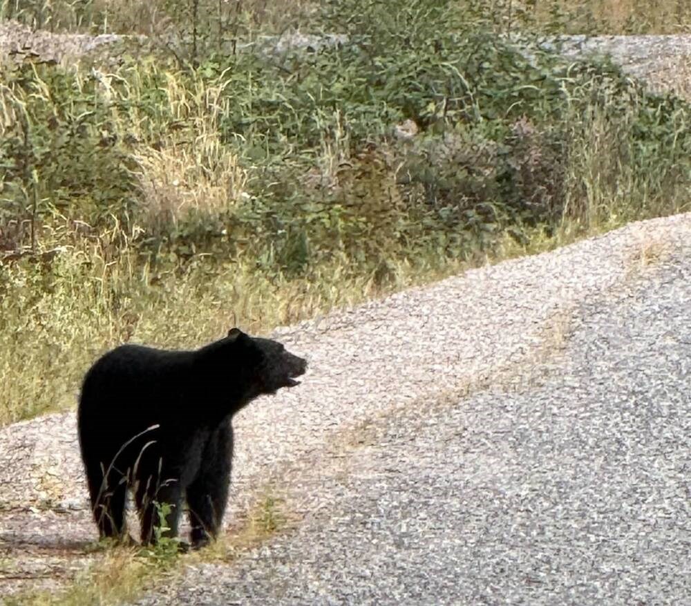 Bears increasingly spotted in Nanaimo as fall hyperphagia ramps up before hibernation