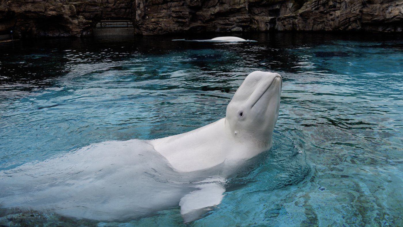 Shedd Aquarium says necropsies found chronic intestinal inflammation in Marineland belugas who died in Chicago