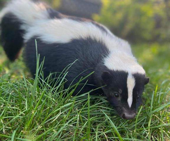 BC Interior warns of possible rabies exposure after skunk tests positive near Kootenay Lake