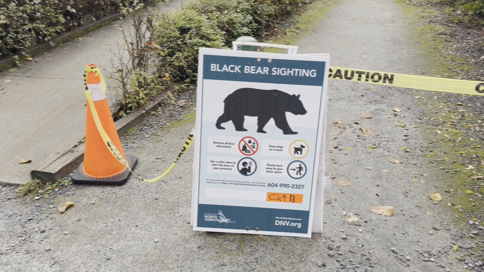 Metro Vancouver sees sharp rise in black bear encounters as hibernation nears, officials say