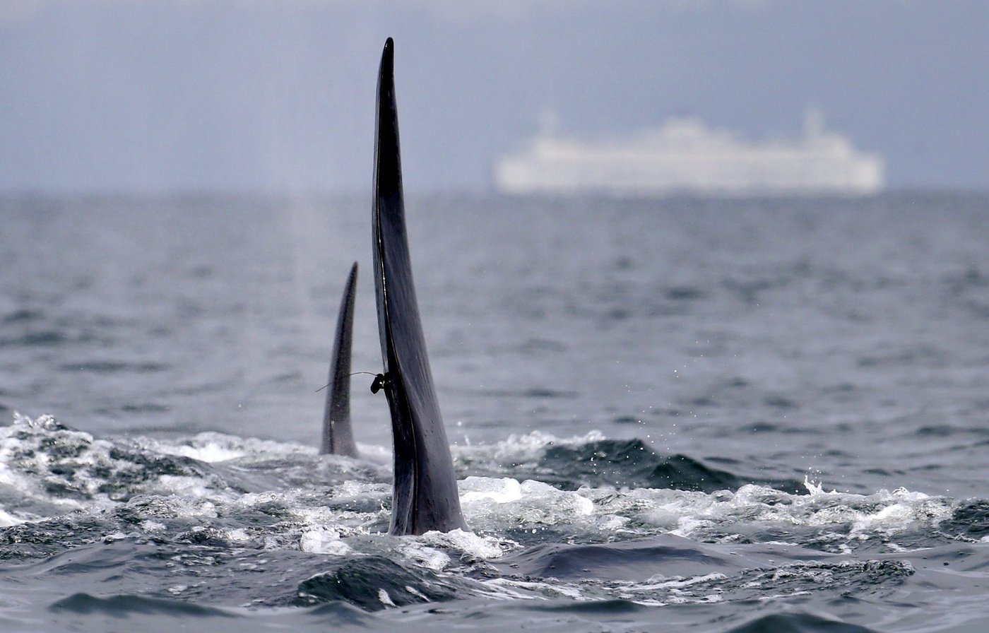 Southern resident orcas: new calf spotted near B.C. waters