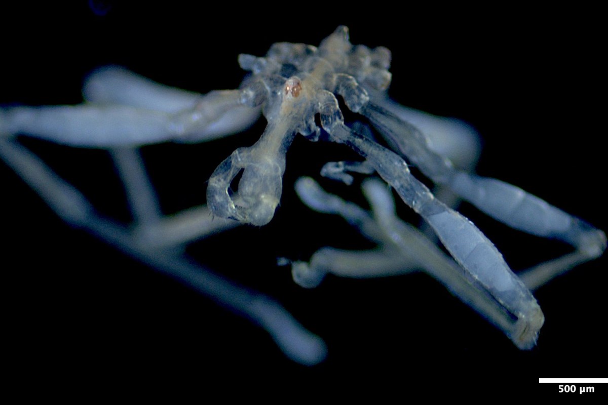 UBC-led team identifies two new sea spider species collected in the Salish Sea