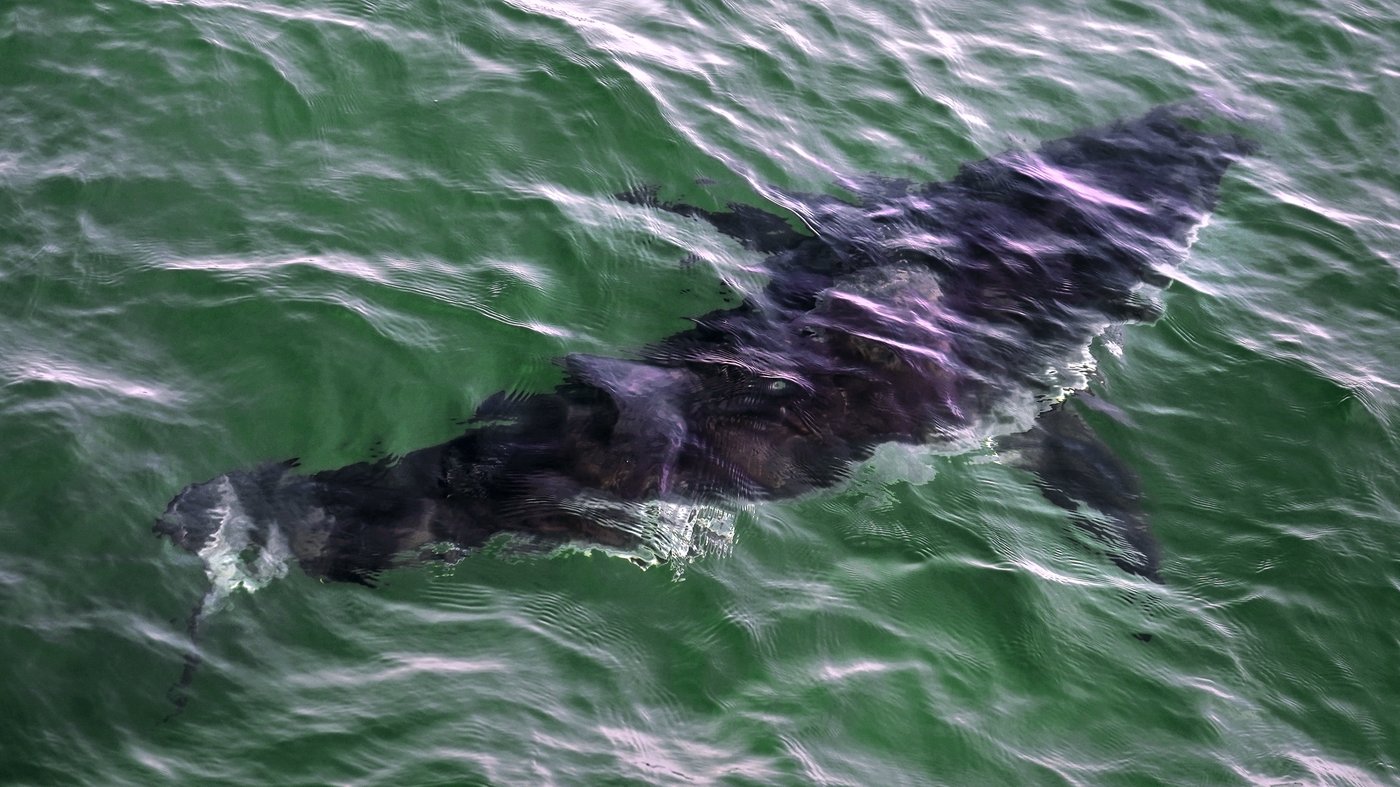 Percé diver bitten by great white shark: company says victim stable after upper-body injuries