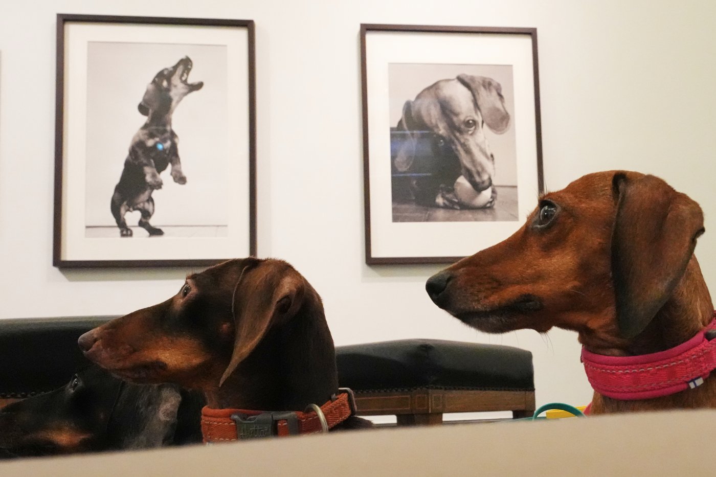 Dachshunds take centre stage in Bremen art show tracing the breed’s history in works from Picasso to Warhol
