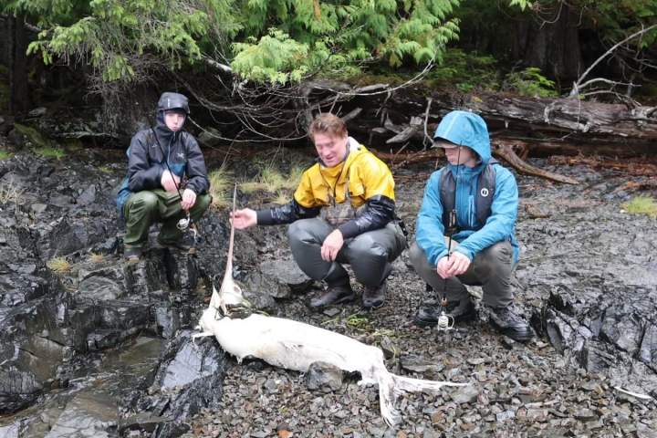 Dead six-foot swordfish found washed up on Haida Gwaii