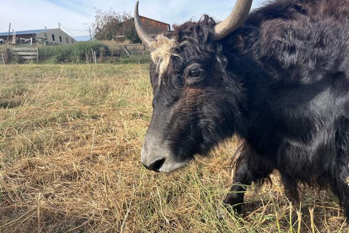 B.C. rancher trains yak Toro to become a riding animal instead of being raised for meat