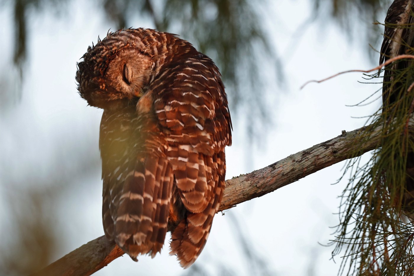 City of Victoria warns after barred owl attacks same person twice in three days