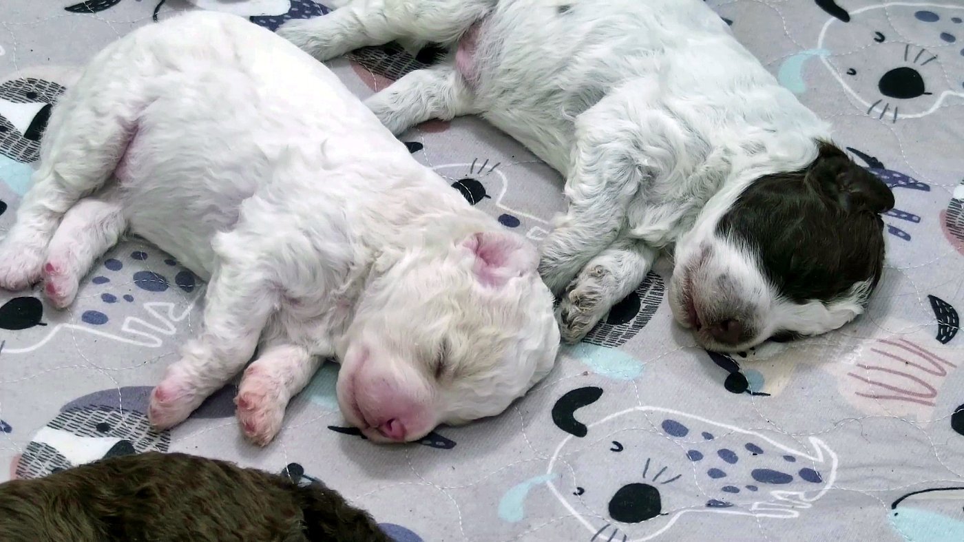 Finland’s 24/7 puppy livestream returns with six newborns in the first weeks of life