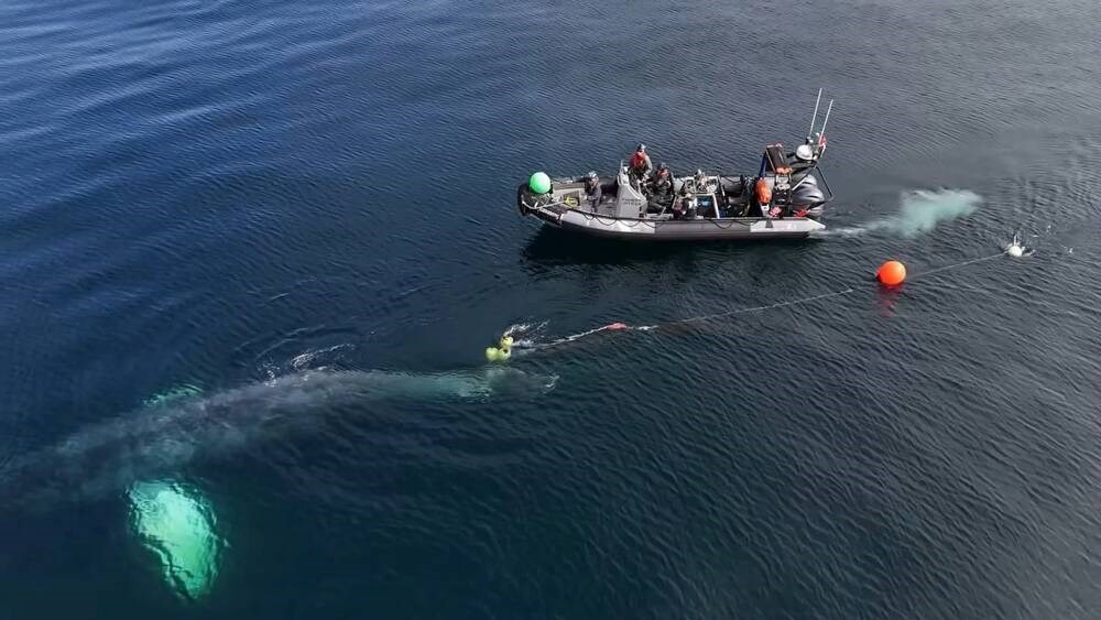 DFO, NOAA crews free humpback whale entangled in fishing gear near Canada-U.S. border