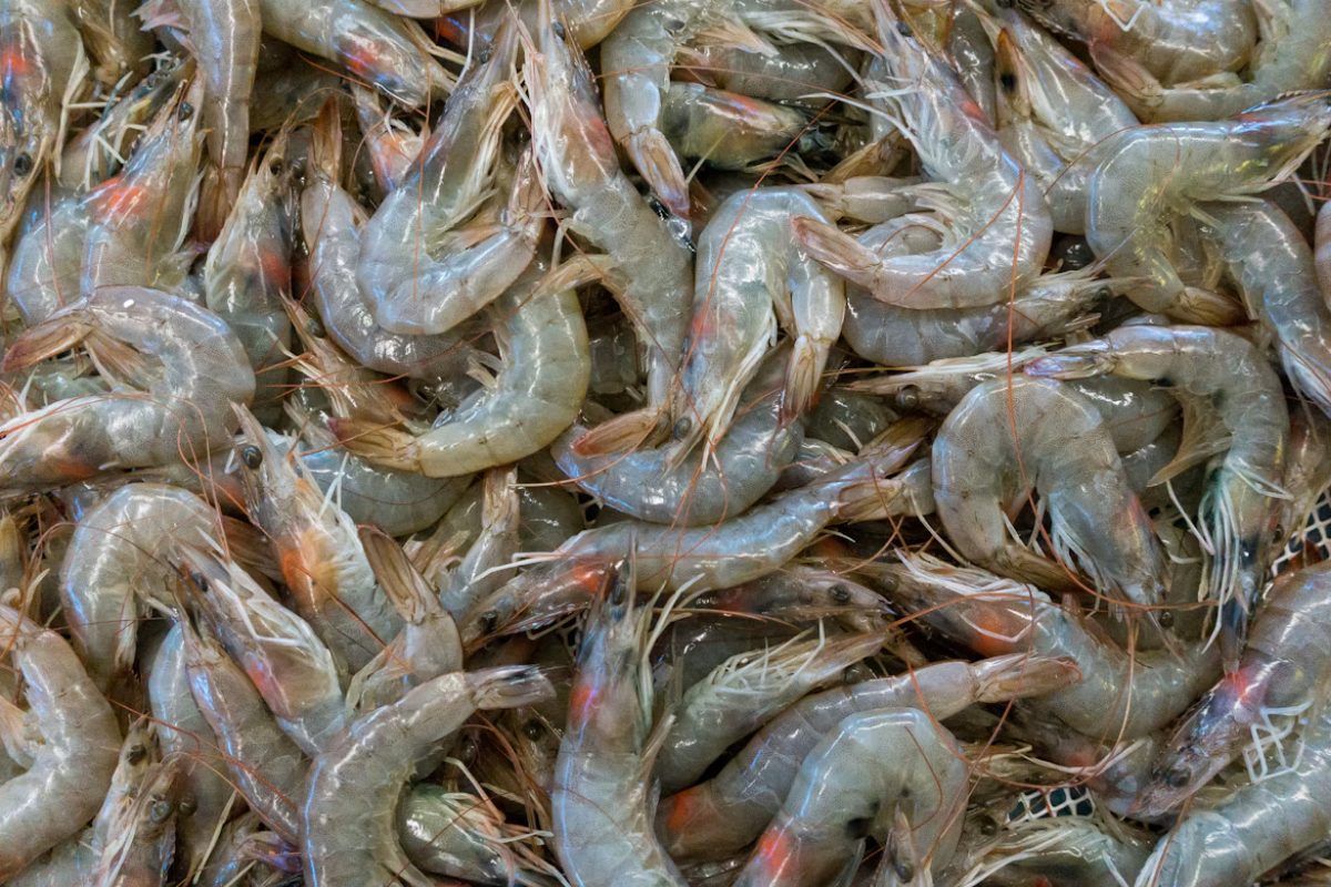 CFIA issues nationwide recall of SeaQuest and President’s Choice shrimp over undeclared mustard
