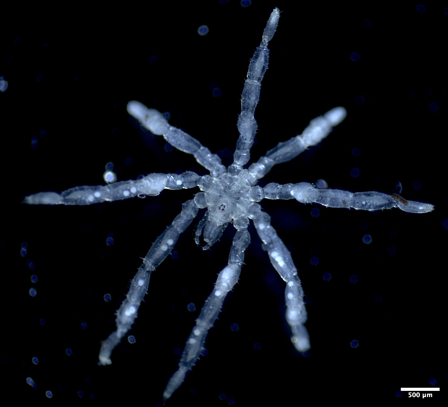 UBC documents two new sea spider species off B.C. coast, first in Salish Sea in nearly a century