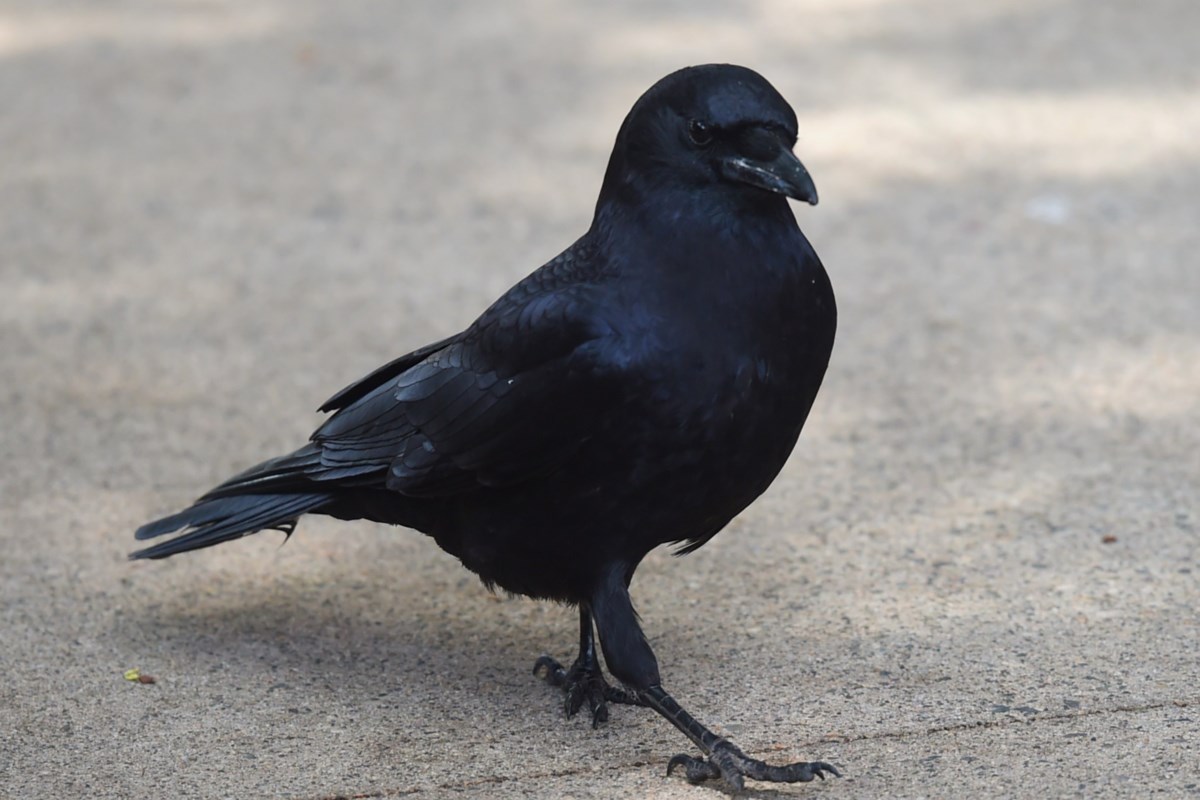 Five lesser-known historical animal encounters involving Vancouver, from crow bounties to Grumpy Cat