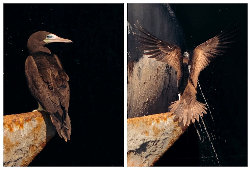 Wildlife guide Tobin Sparling spots Cocos booby in Vancouver’s Burrard Inlet