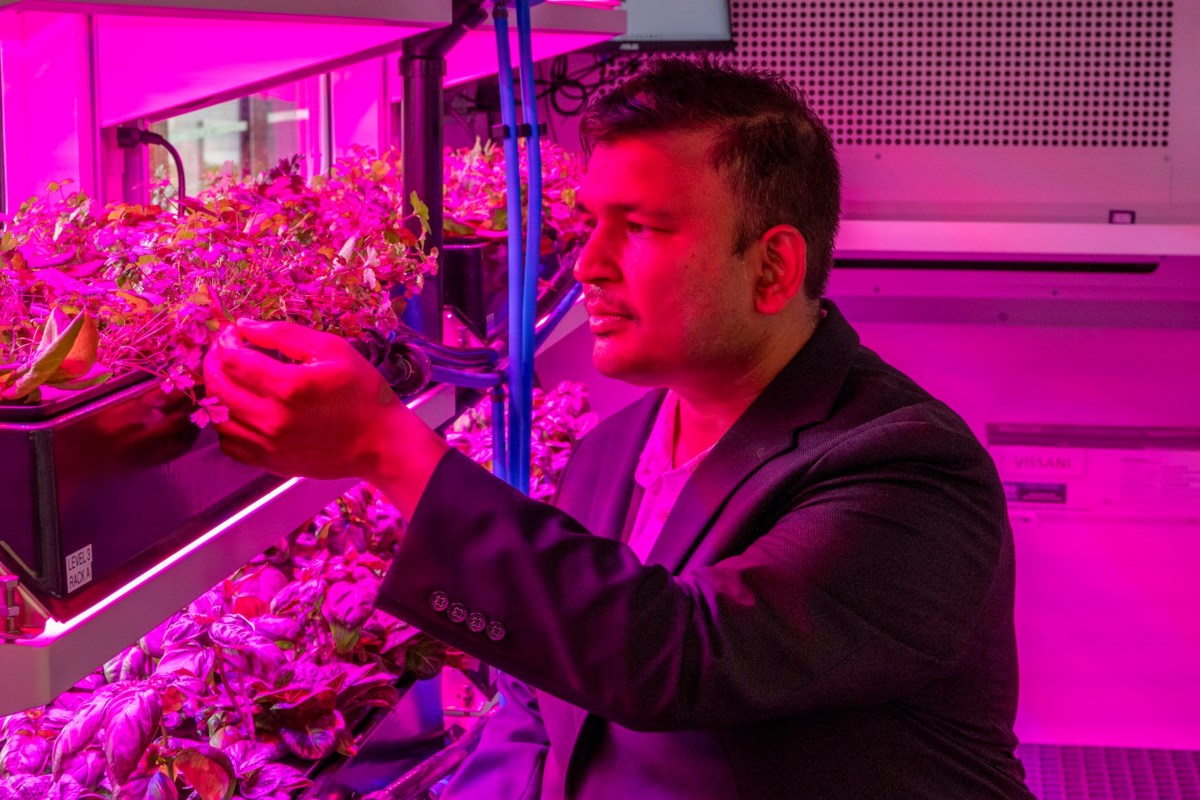 UBC Food Services harvests leafy greens from indoor growing pod at Orchard Commons dining hall